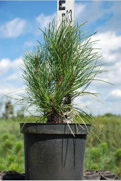 Сосна чорна / австрійська Фастiгiата - 1,5-5л/вис.20-25см/Ø15-20см